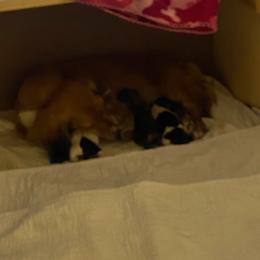 Dachshund Puppies from KS FUREVER MINI DOXIES