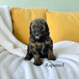 Rapunzel - Sable female Poodle puppy in Ellenburg Center, New York from Kristin's Puppies