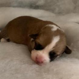 Scout - Red male Pembroke Welsh Corgi puppy in Shelley, Idaho from Whistling Wind Corgi’s