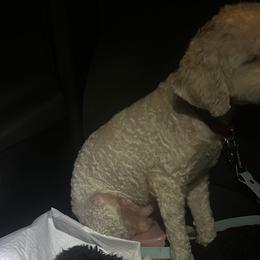 Poodles from ToyPoodle lover