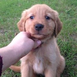 Golden Retrievers from North Country Goldens