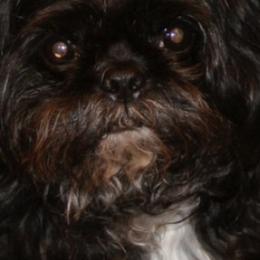 Shih Tzus from Denimay Shih Tzus