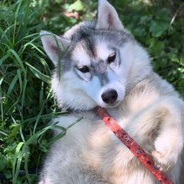 Tempo - Gray and white male Siberian Husky puppy in Williamstown, Massachusetts from Gallipoli Pine Siberians