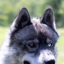 Remus - Pomsky
