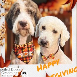 Australian Mountain Doodle and Bernedoodle All Grown Up from D and D’s Dandy Doodles