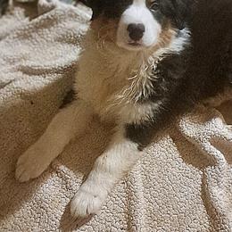 TAYLOR - Black tri-color male Australian Shepherd puppy in Elk Creek, Missouri from Hearts on Fire Australian Shepherds