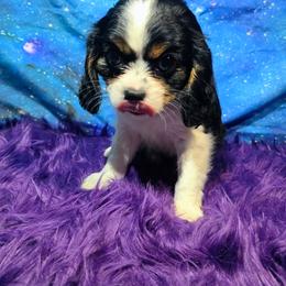 Dianmu - Tri-color female Cavalier King Charles Spaniel puppy in Neosho, Missouri from Pups on the Ridge