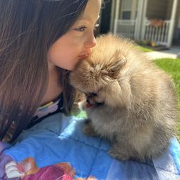 Boy 3 - Orange sable male Pomeranian puppy in Yorktown, Virginia from Amore Pomeranians