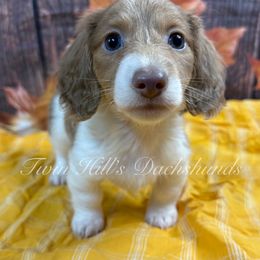 Kayden - Fawn (isabella) and cream male Dachshund puppy in Jonesboro, Illinois from Twin Hills Dachshunds