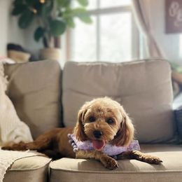 Roo - Goldendoodle