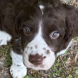 English Springer Spaniel Puppies from English Springer Spaniels at Lands Lodge