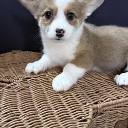Girl 1 - Sable and white female American Corgi puppy in Castle Rock, Washington from R and b corgis and farm