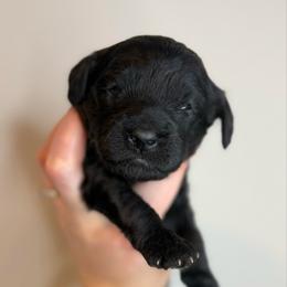 Nova - Black female Cavapoo puppy in Grand Blanc, Michigan from Halsey Poodles and Doodles