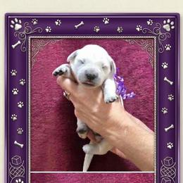 Girl 1 - Light golden female Golden Retriever puppy in Webberville, Michigan from All by grace goldens