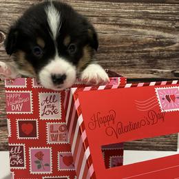 Sven - Black and tan male Pembroke Welsh Corgi puppy in Hanover, Pennsylvania from Happily Ever After Corgis