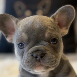 Boy 2 - Tricolors French Bulldog puppy in Gardnerville, Nevada from Our House French Bulldogs