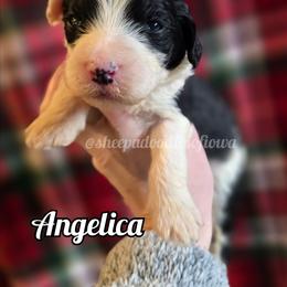 Angelica - Black and white female Sheepadoodle puppy in Iowa Falls, Iowa from Sheepadoodles of Iowa