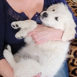 Golden Retriever Puppies from Kathleen Harris