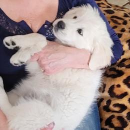 Golden Retriever Puppies from Kathleen Harris