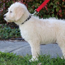 Goldendoodle Puppies from Carolina Doodle Puppies