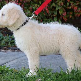 Goldendoodle Puppies from Carolina Doodle Puppies