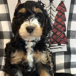 Winton - Tri-color male Bernedoodle puppy in Sparrows Point, Maryland from Rosie’s Puppies