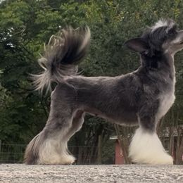 Lydia - Chinese Crested