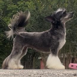 Lydia - Chinese Crested