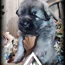 Beacon - Black and silver male German Shepherd puppy in Sequim, Washington from German Shepherd Haus