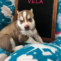 Vela - Red and white female Siberian Husky puppy in Yelm, Washington from KPM Siberians