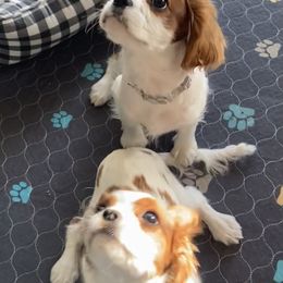 Cavalier King Charles Spaniel Puppies from Christina’s Cavaliers