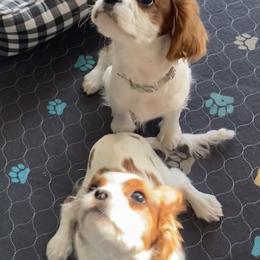 Cavalier King Charles Spaniel Puppies from Christina’s Cavaliers