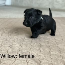 Girl 3 - Scottish Terrier puppy in Raymore, Missouri from Heart of America Scotties