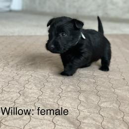 Girl 3 - Scottish Terrier puppy in Raymore, Missouri from Heart of America Scotties