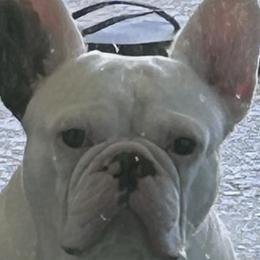 French Bulldogs from M & A Frenchies