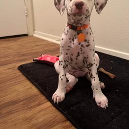 Dalmatian Puppies from Louisiana Roux Dalmatians