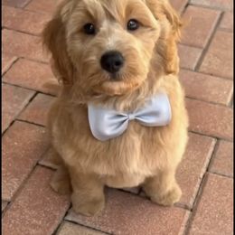 French Bulldog and Goldendoodle Puppies from The Pup Spot