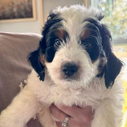 Milo - Tri-color male Bernedoodle puppy in Auburndale, Florida from Florida Mini Bernedoodles