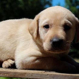 Labrador Retriever Puppies from Triple B Kennel