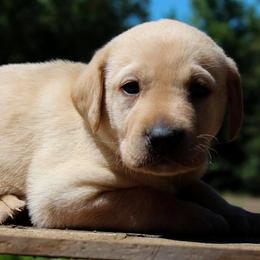 Labrador Retriever Puppies from Triple B Kennel