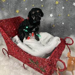 Teal - Phantom male Poodle puppy in Ponce De Leon, Florida from Above the Standard Dogs