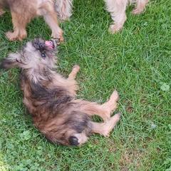 Brussels Griffon Puppies from Carol's Brussels Griffon