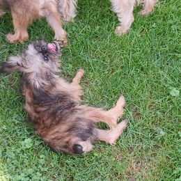 Brussels Griffon Puppies from Carol's Brussels Griffon