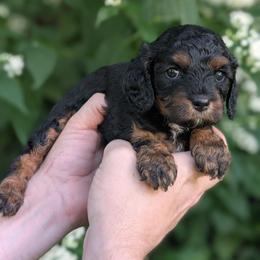 Autumn - Black and tan female Cavapoo puppy in Coshocton, Ohio from Forever Family Puppies