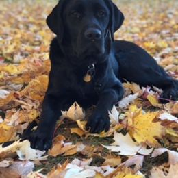 Labrador Retriever Puppies from Premium Labradors of Ontario