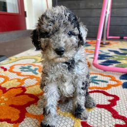 Pepper - Merle male Goldendoodle puppy in Brooksville, Florida from Spring Prairie Doodles