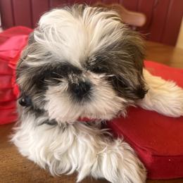 Shih Tzu Puppies from Meadow lane pups