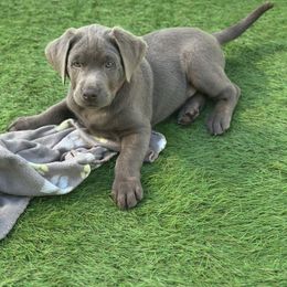 Boy 2 - Silver male Dilute Retriever puppy in Valley Center, California from Stunning Silver Bullets Labradors