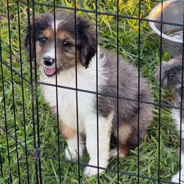 Bear - Blue merle male Aussiedoodle puppy in Ambrose, Georgia from Brandilyn's Aussies