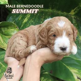 Summit (Black Collar) - Yellow and white male Bernedoodle puppy in Palmetto Bay, Florida from SOMIDOODLES